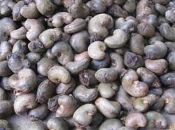Raw cashew in shells Raw cashew in shells